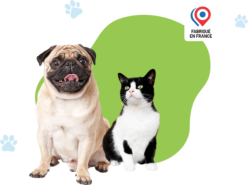 Chien et chat ensemble - image hero page d'accueil