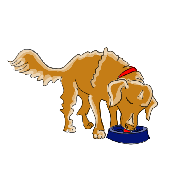 Chien mangeant sa ration