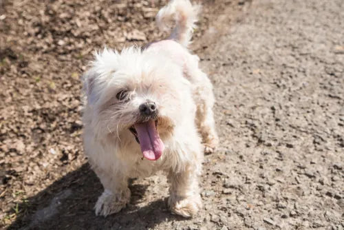Bichon senior – Clara & Moka