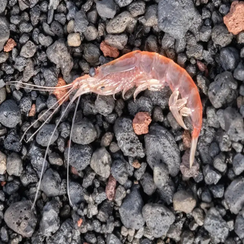 Krill – vue réelle